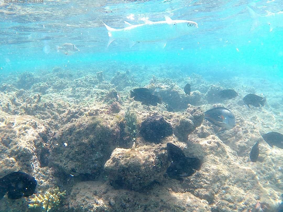 пикальбатрос бич в хургаде. альбатрос вайт бич резорт 5 хургада. Pickalbatros white beach resort hurghada. бич альбатрос резорт хургада. Albatros white beach 5*.