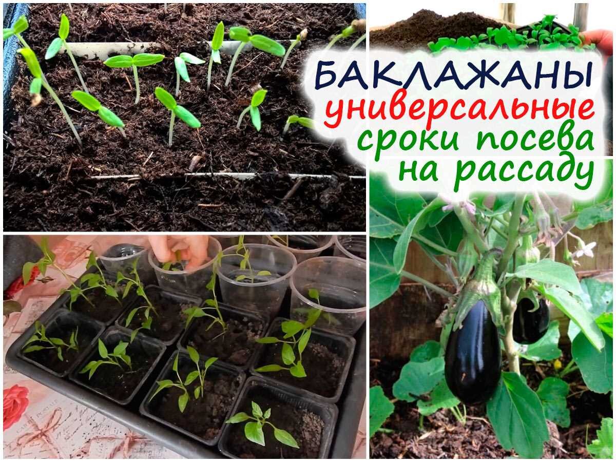 Регионы выращивания