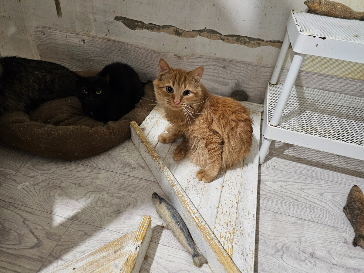 Фото автора. Котеныш.