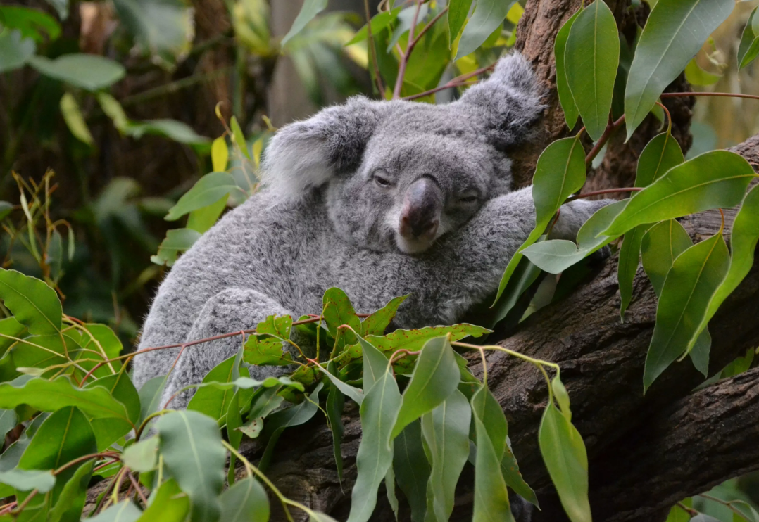 Коала