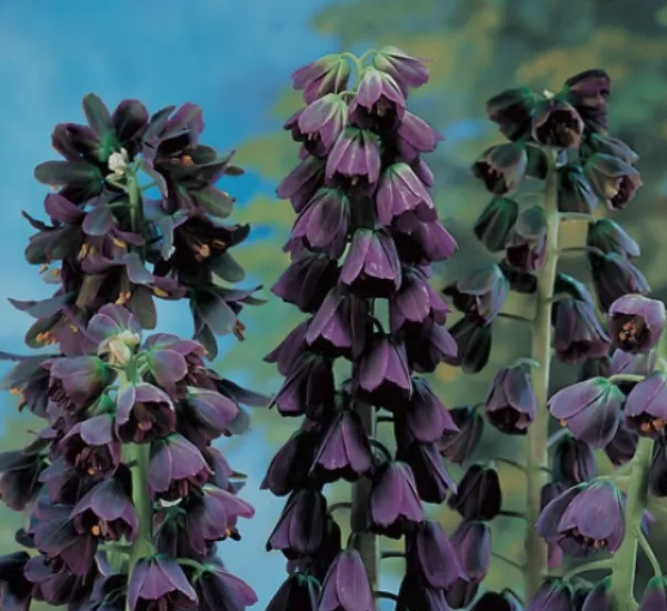 Рябчик персидский сорта Adiyaman. Фото из инета