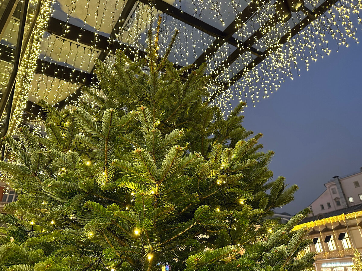 Живые елки на входе в ЦУМ 2023-2024.