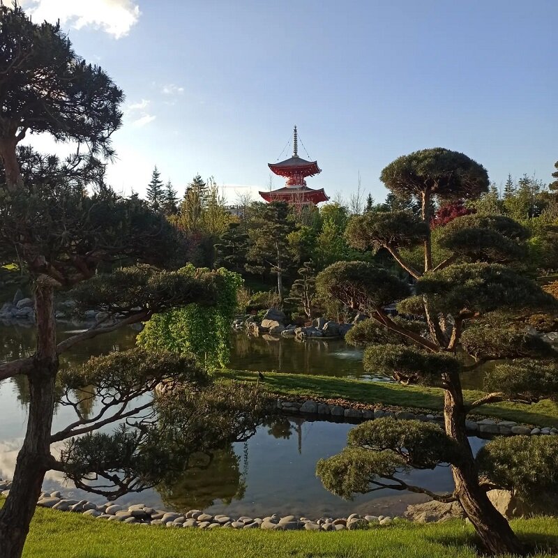 Парк галицкого японский парк. Парк галенского краснодар японский сад. Японский сад в парке галицкого коды. Парк галицкого в краснодаре японский сад сакура. Японский сад в парке галицкого.