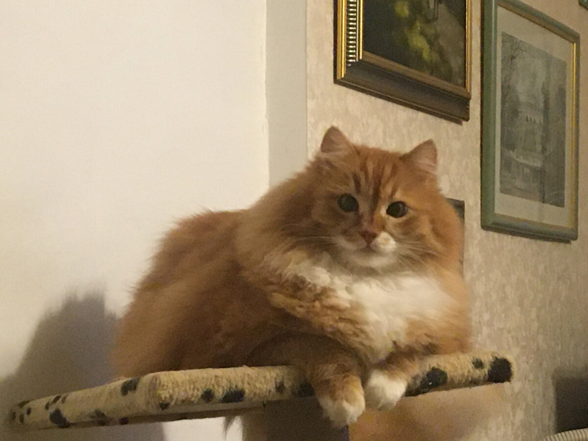 На своём комплексе