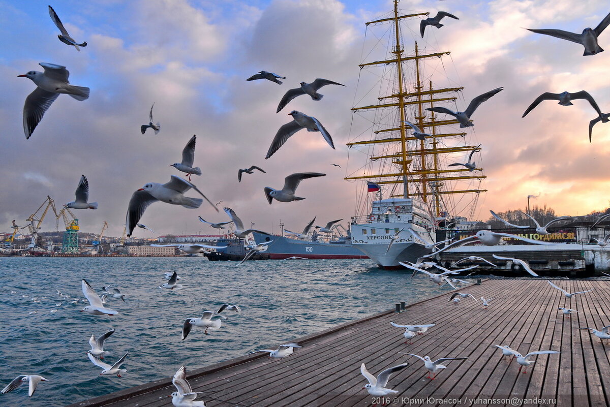 Фото из интернета. Чайки на пирсе.