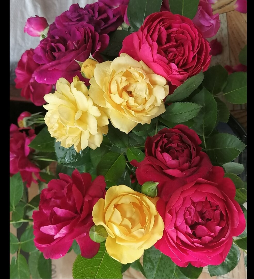 Ascot, Julia Child, Twilight Zone. Фото автора. 