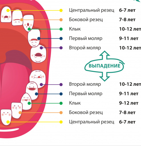 СХЕМА СМЕНЫ МОЛОЧНЫХ ЗУБОВ НА ПОСТОЯННЫЕ 