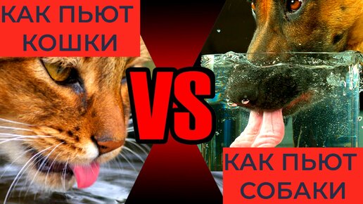 Download Video: Почему кошки пьют воду аккуратно, а после собаки всё вокруг мокрое? | Видео 🎥