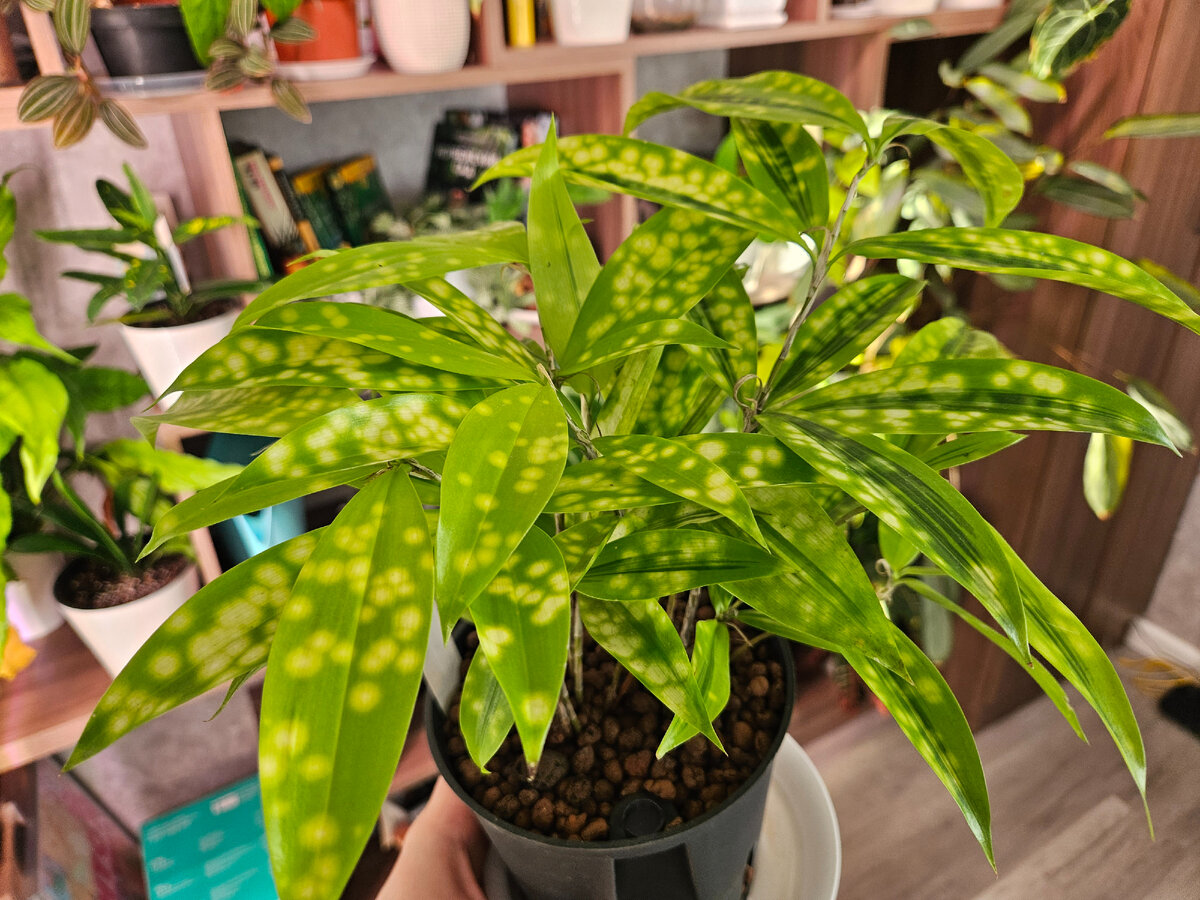 Вот такую драцену прикупил недавно