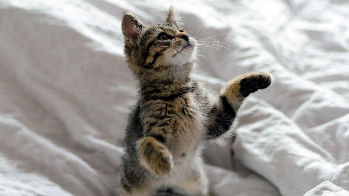 источник фото: aigis.club