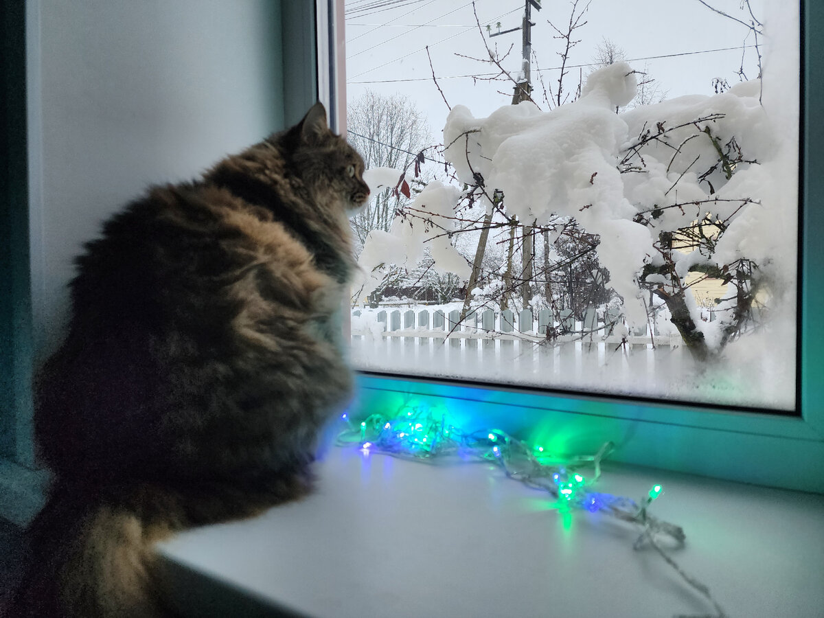 Новогодний Василий