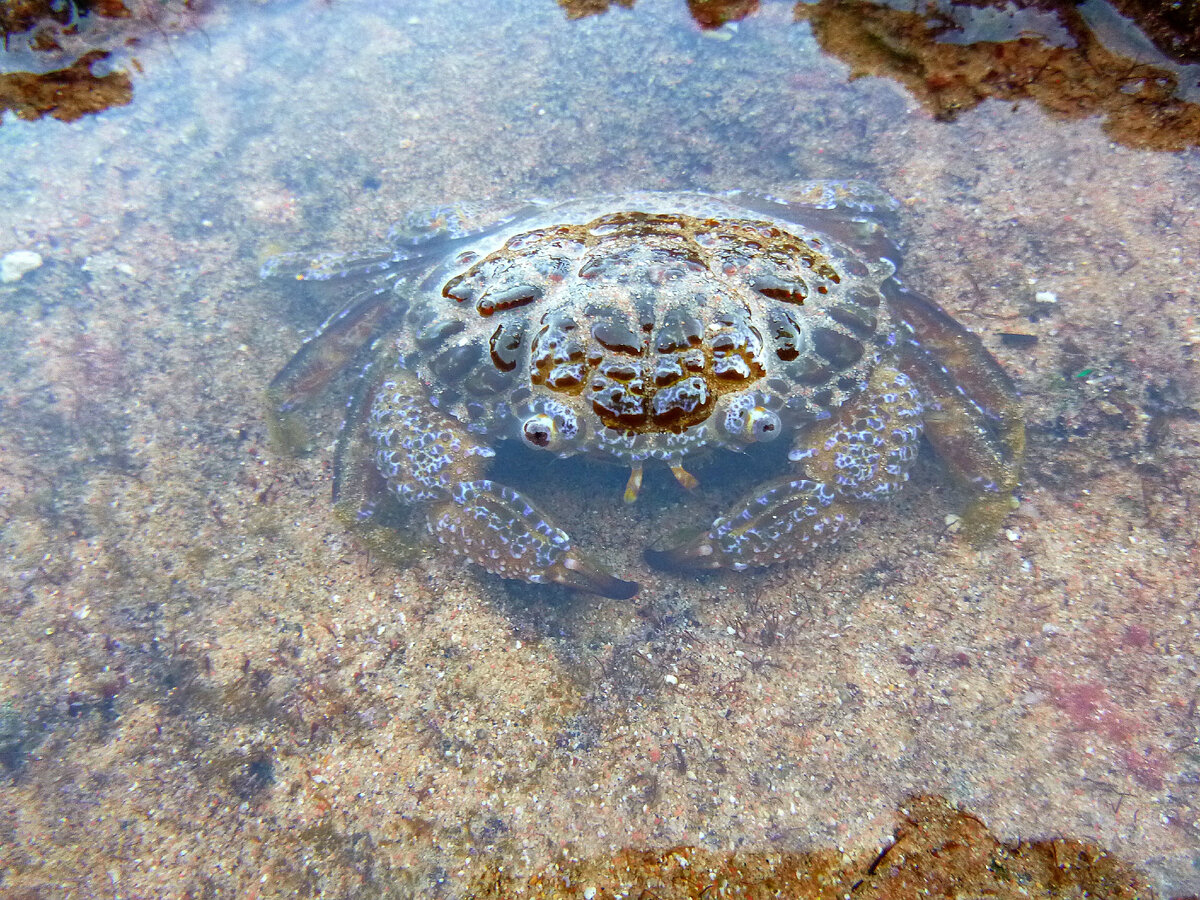 🦀 краб, просто краб. Я не знаю его точного названия