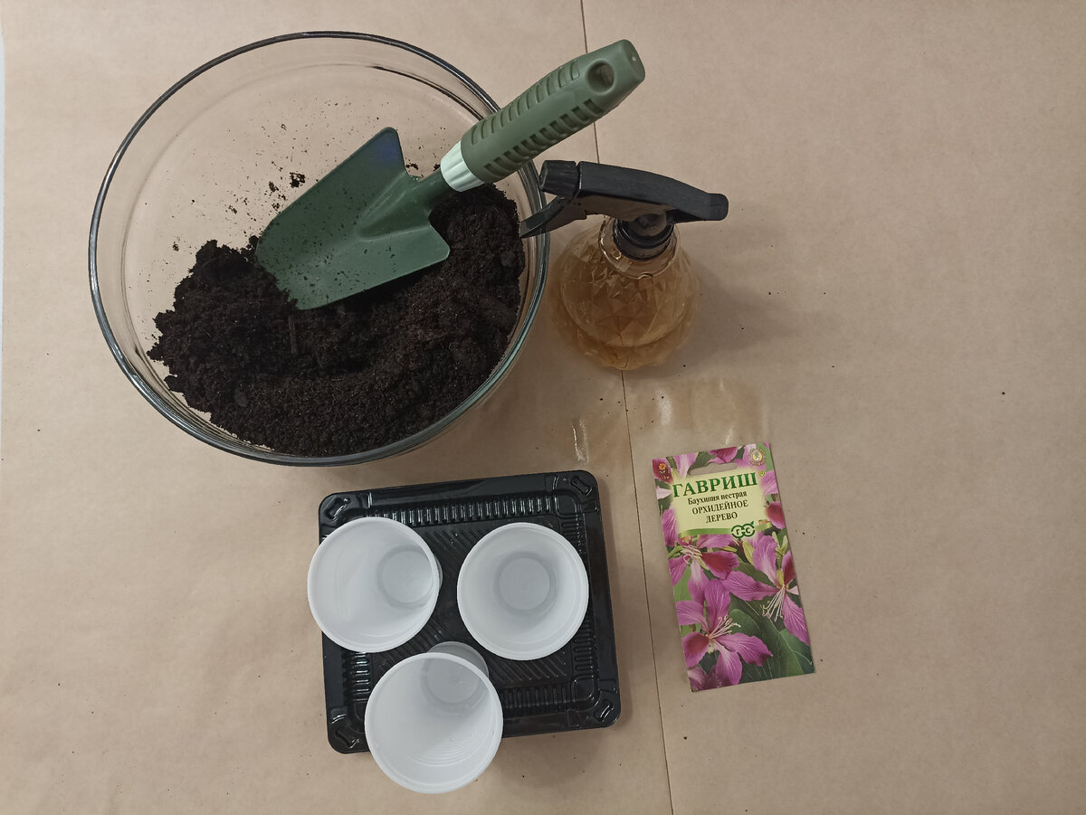 Подготовка к посадке орхидейного дерева.