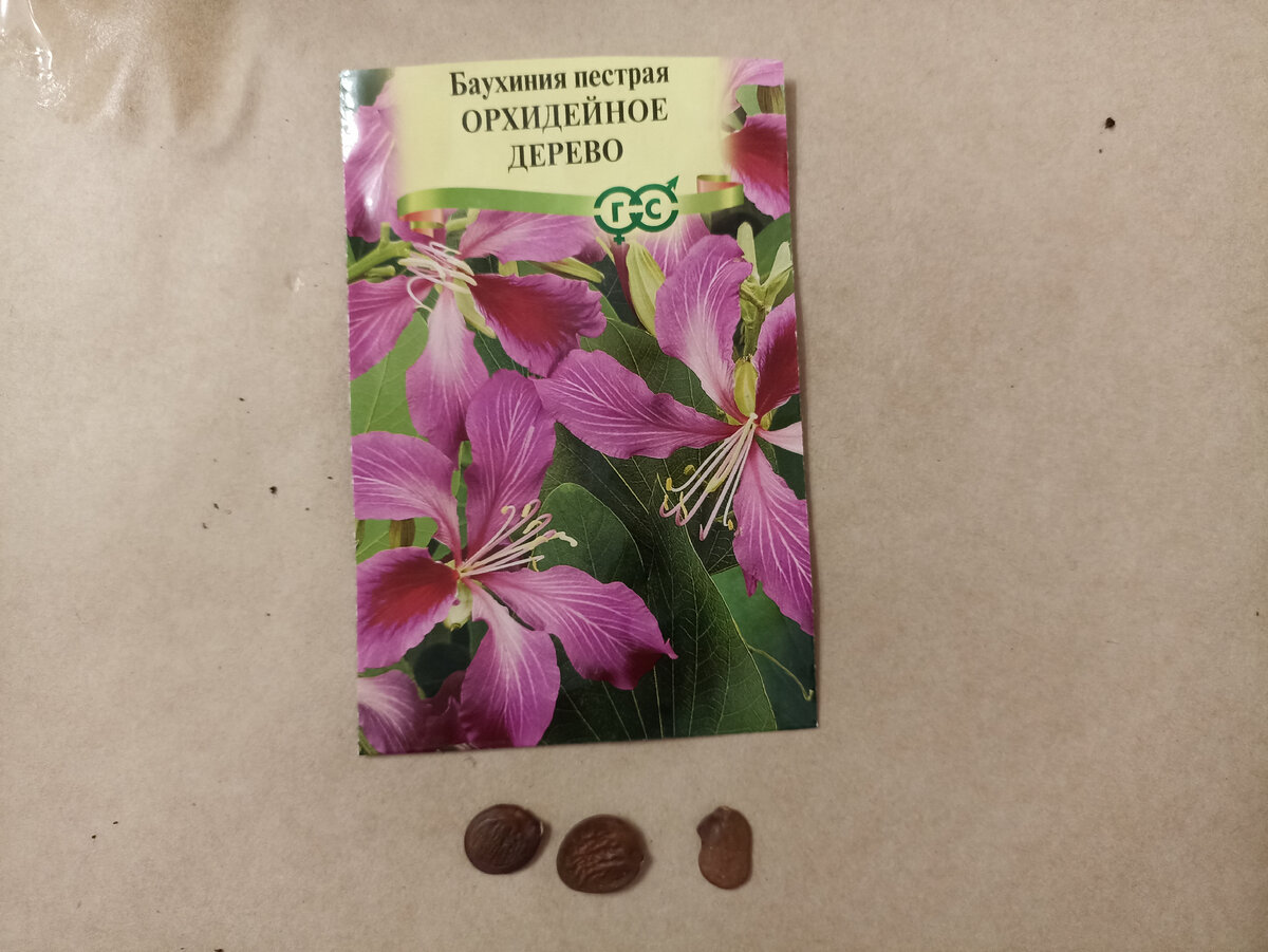Три семечки Баухинии пёстрой.