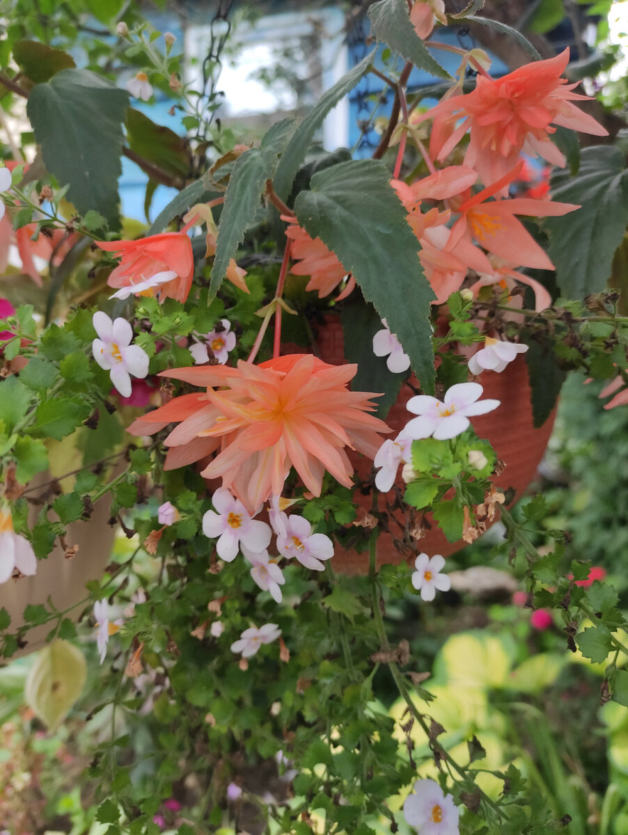 Belleconia soft orange