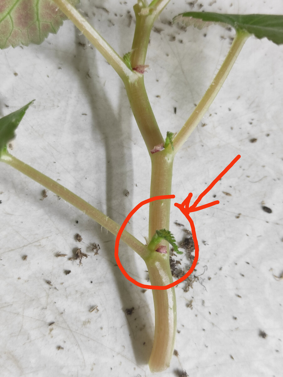 Идеальный черенок, несколько проснувшихся боковых почек. 