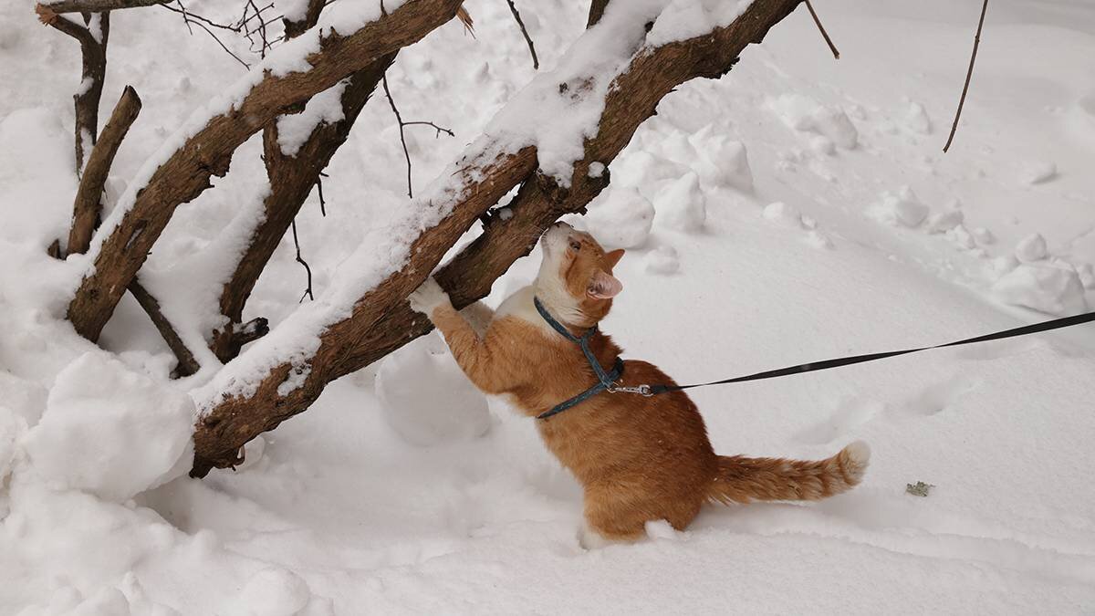    Фото: Анатолий Цымбалюк / Вечерняя Москва