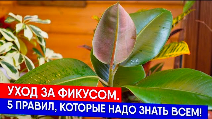 А фикус цветочек то непростой!А волше-бный!Да?