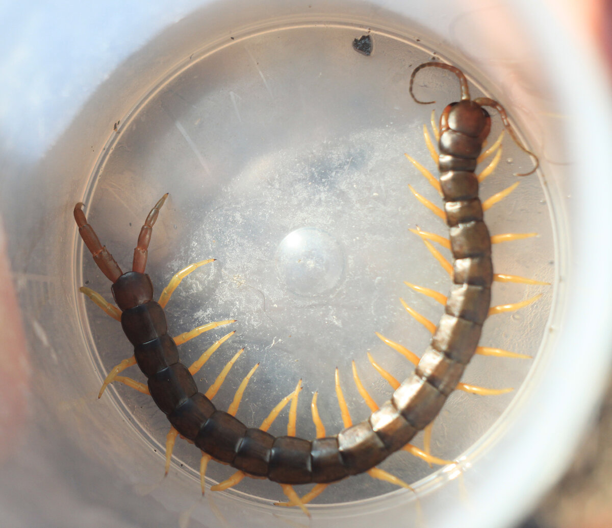 Сколопендра