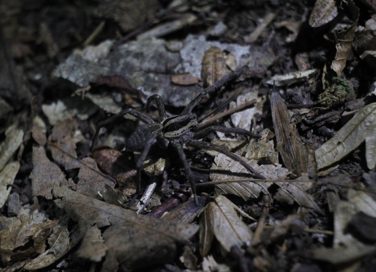 Местный паук-волк