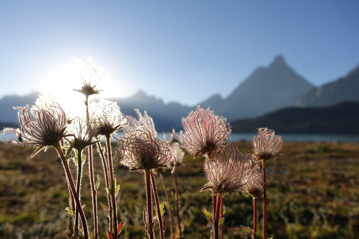 Закат, Маттерхорн и одуванчики. Да, они такие в Альпах
