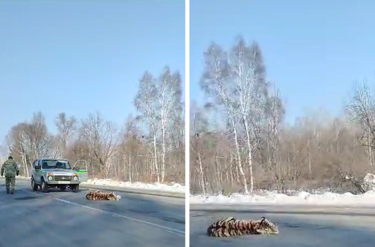    В Хабаровском крае заметили тигра посреди трассы