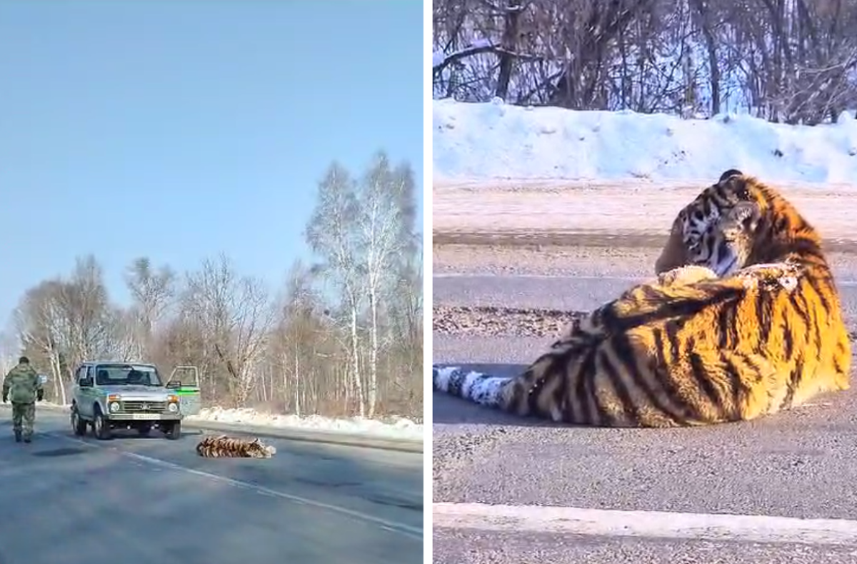 В Хабаровском крае машина сбила тигра на трассе | Аргументы и факты -  Хабаровск | Дзен