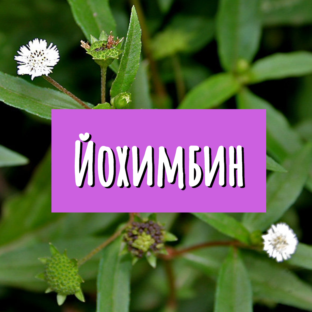 Йохимбе - вечнозеленое растение из семейства Rubiaceae, произрастающее в Западной Африке.