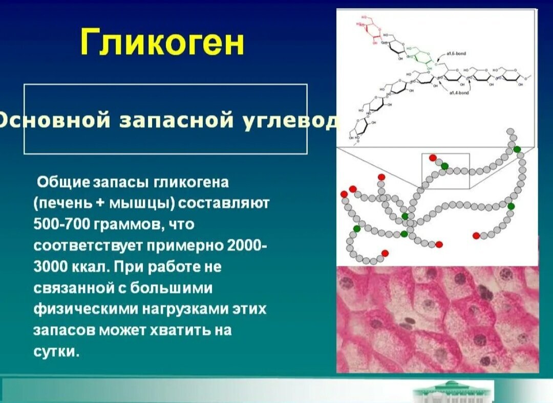 Запасной углевод в клетках печени