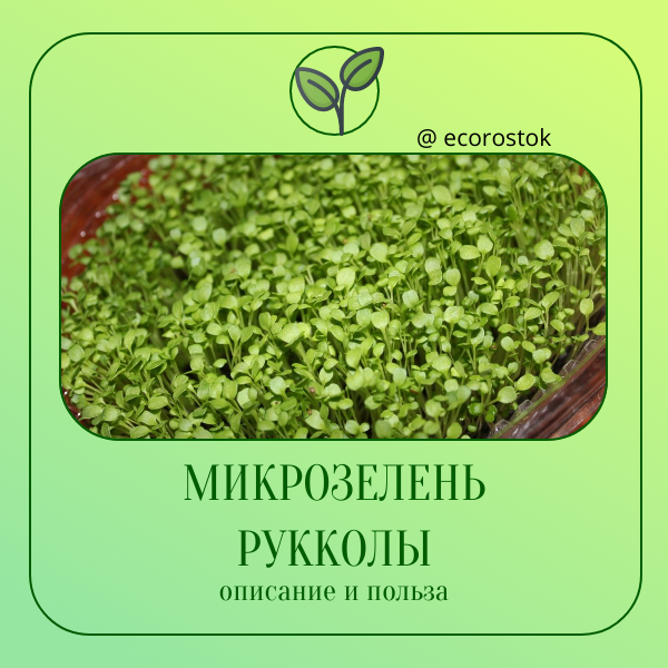 Микрозелень рукколы: чудесные зеленые листочки, полные пользы! 