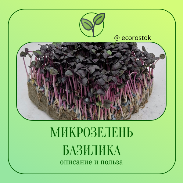 Микрозелень базилика: утонченный вкус и многочисленные преимущества 