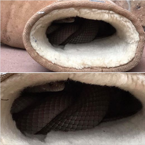 Животные лесная куница. Правила поведения на каникулах летом. Зона пустыни животный мир. Заключена в животном и растительном мире. Проект по географии животный мир австралии.