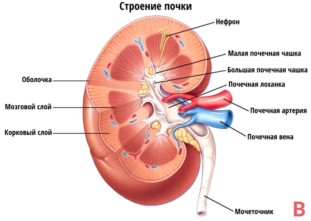 Почечная протока. Почка строение анатомия ЕГЭ. Строение почки в разрезе рисунок. Внутреннее строение почки человека. Анатомическое строение почки.