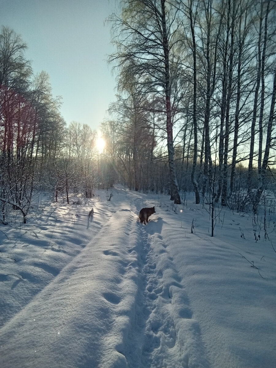 В лесу зима в лесу бело