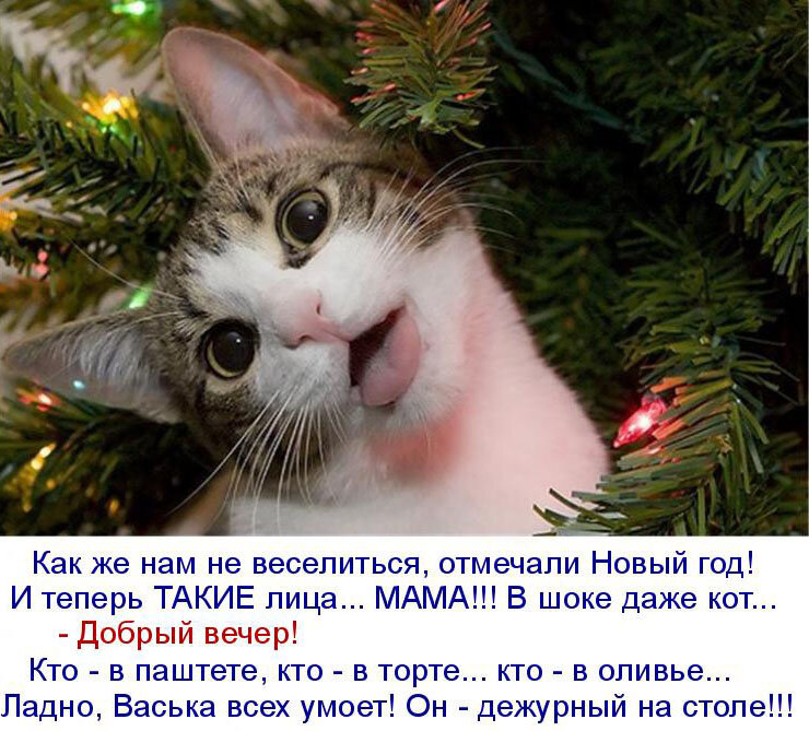 Год кота какие