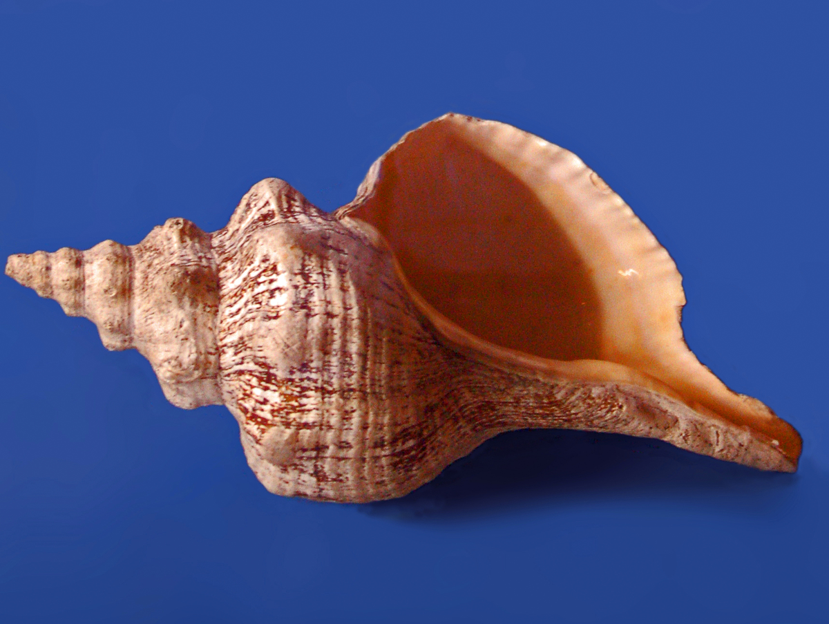 Раковина Conch Shell. Conch моллюск. Морские брюхоногие моллюски.