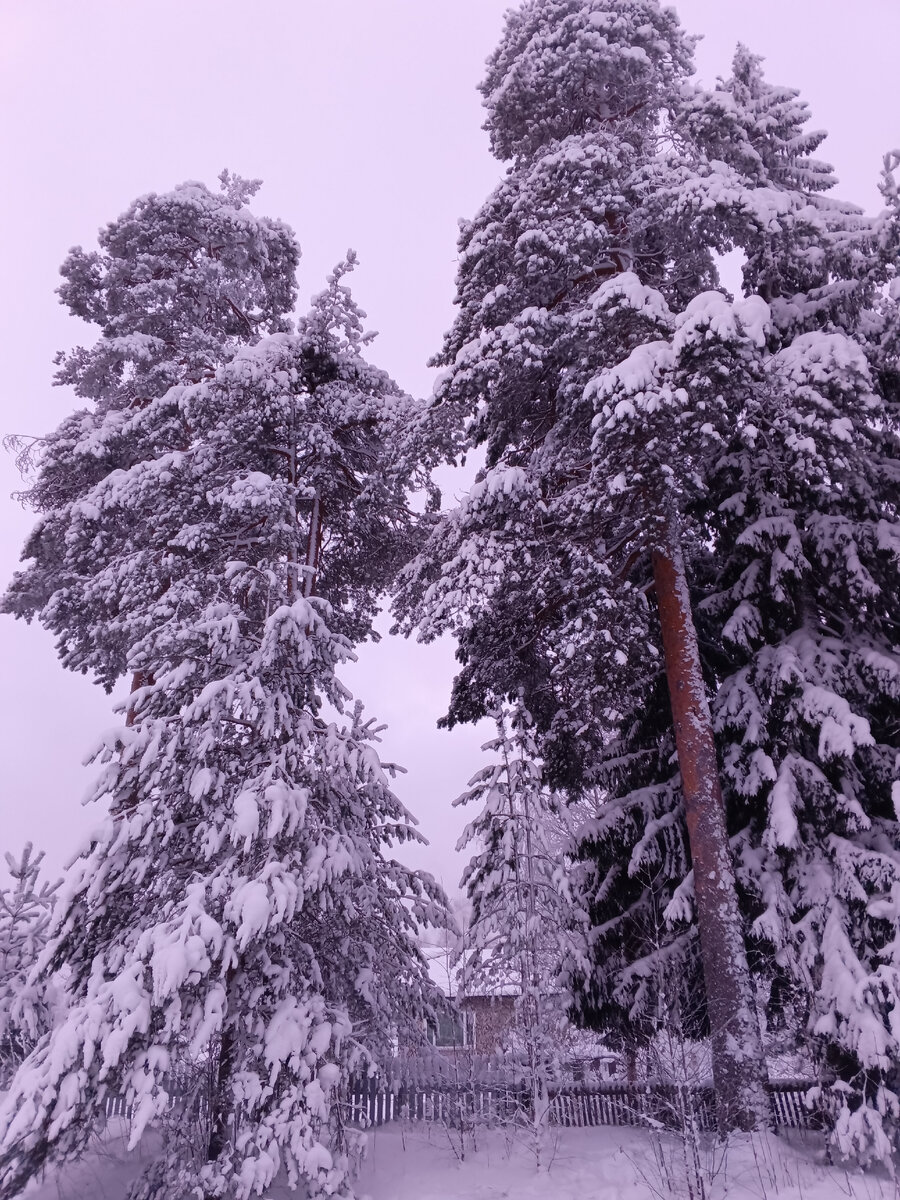 фото автора, 2 января, минус 23 градуса, в гостях у мамы в Карелии