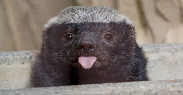 Медоед, такой милый и свободолюбивый