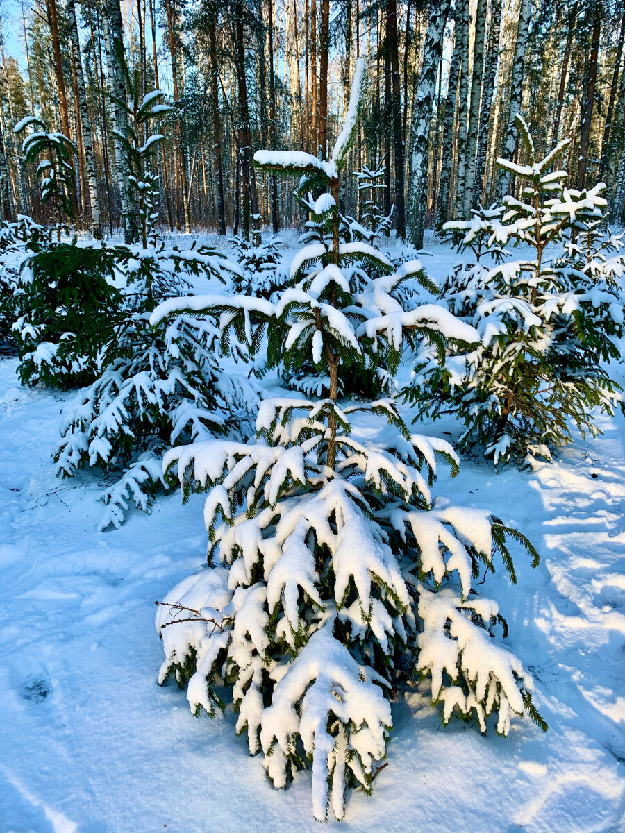 Зимний лес. Фото автора 