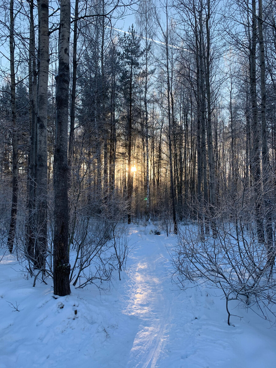 Зимний лес. Фото автора 