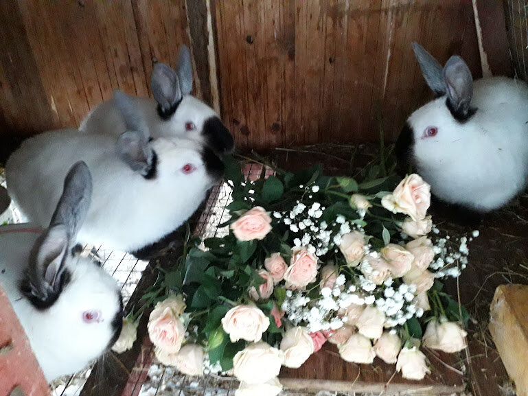 Фото из личного альбома автора. Кролики радуются свежим цветам.)