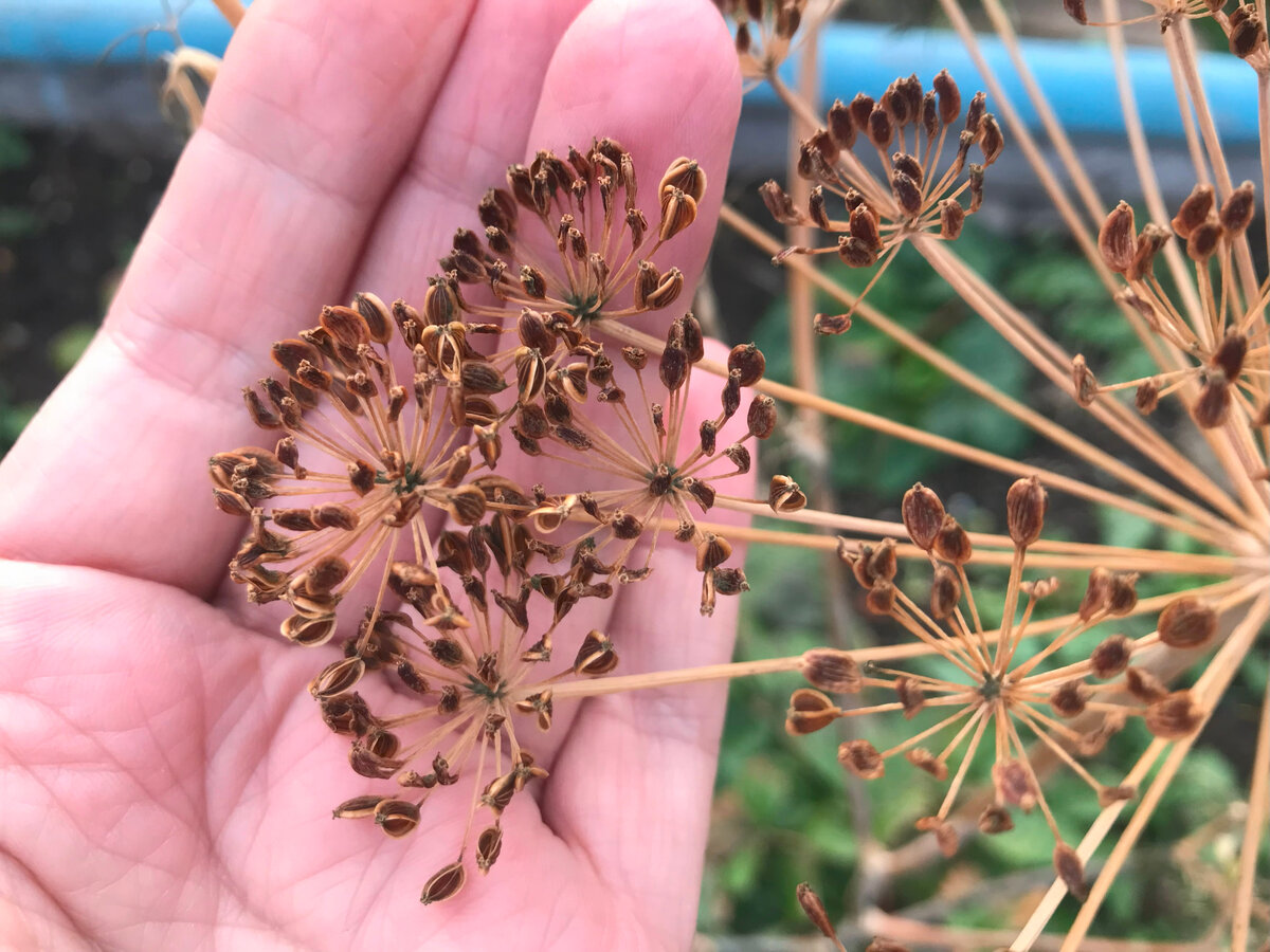 Он у меня уже лет 15 растет просто самосевом