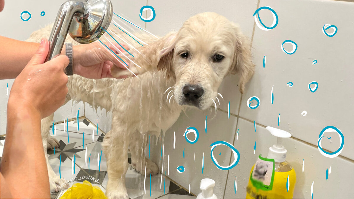 Наша младшенькая, Мия, всегда грязь найдёт ))) Но какая же она милая. Люблю её