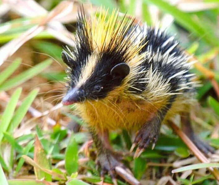 Тенрек полосатый. 