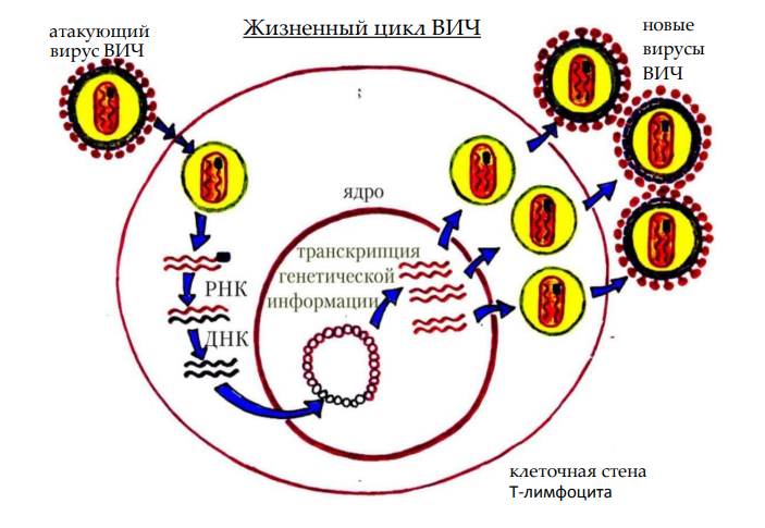 Жизненный цикл ВИЧ 