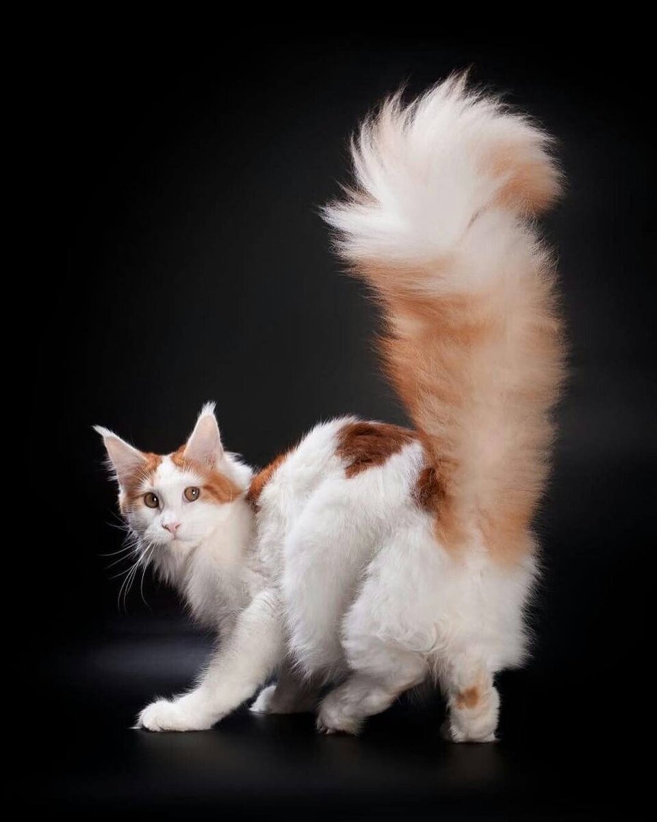 Турецкий Ван кошка трехцветная. Турецкий Ван Кэссиди. Турецкий бан кошка. Турецкий Ван черепахового окраса. На хвосте каждой кошки