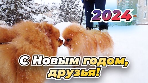 Маленькие собаки по большому снегу. Новый год 2024