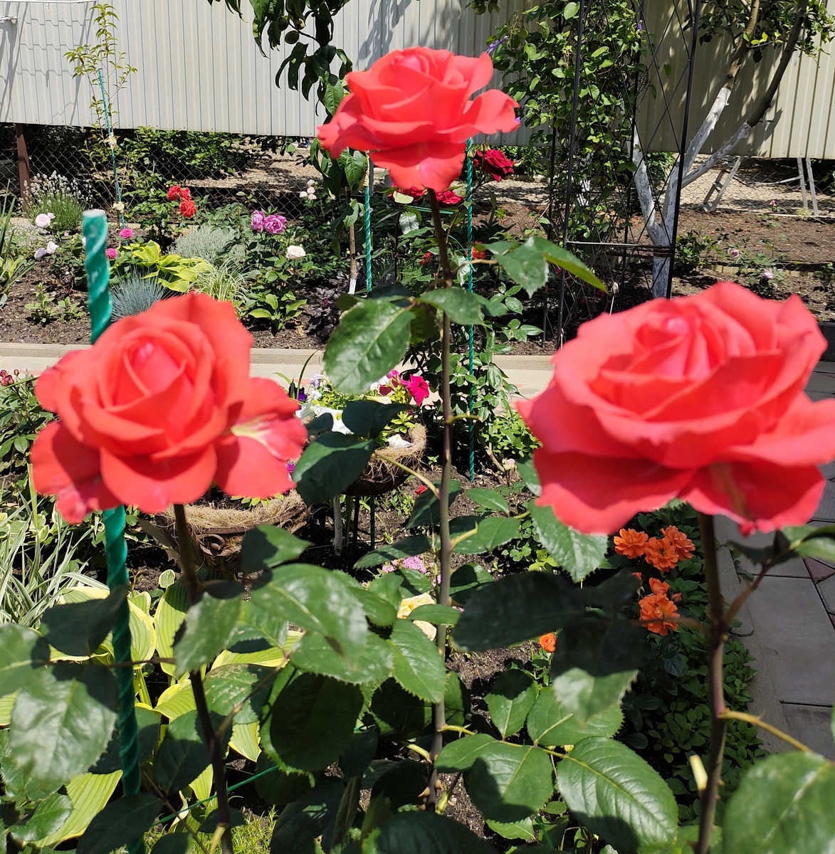 фото Ларисы