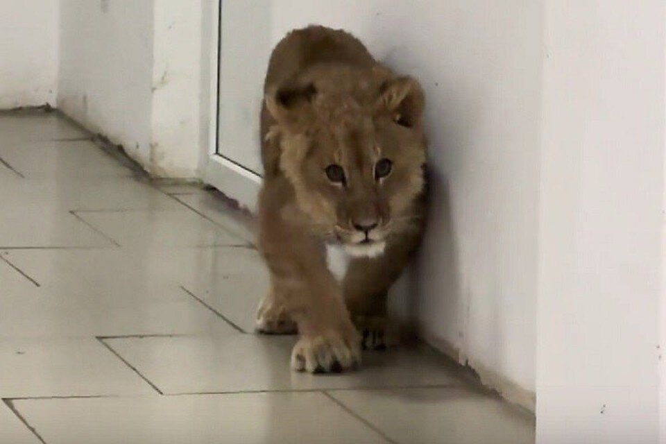    Симба полноценно ходит. Фото: olegzubkov68