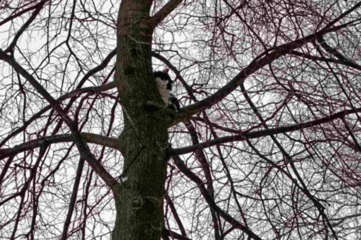    Ульяновские спасатели пришли на помощь кошке, три дня просидевшей на дереве